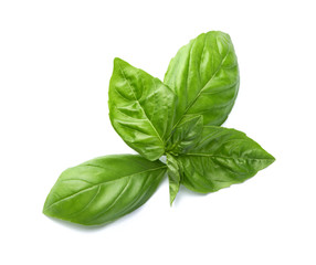 Fresh basil leaves on white background