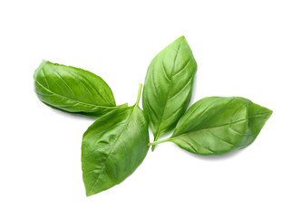 Fresh basil leaves on white background