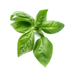 Fresh basil leaves on white background