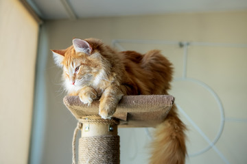 purebred norwegian forest cat lies