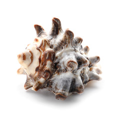 Beautiful sea shell on white background
