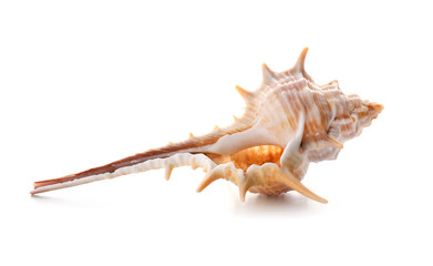 Beautiful sea shell on white background