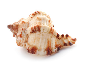 Beautiful sea shell on white background