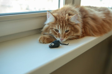 Red Norwegian Forest Cat plays with a toy mouse © kochabamba