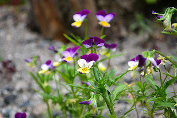 Heartsease (Viola tricolor), flowered in a garden. Wild pansy flowers