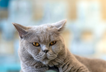Gray cat sits happily on the floor in the room.soft focus.
