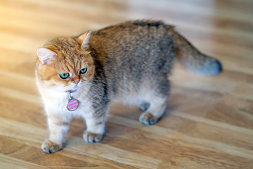 Gray-brown cats are walking on wooden floors. In the room inside the house
