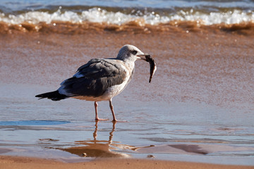 Gull caught the fish by the sea