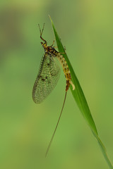 Eintagsfliege