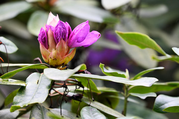 Purple flower bud and green leaves on rhododendron bush.