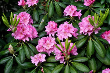 Pink flowers and buds on a rhododendron bush.