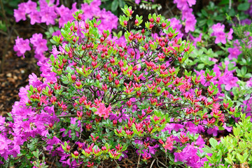 Red flowers and buds on a rhododendron bush.