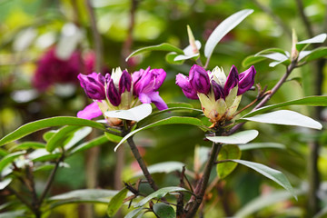 Purple flowers and buds on a rhododendron bush.