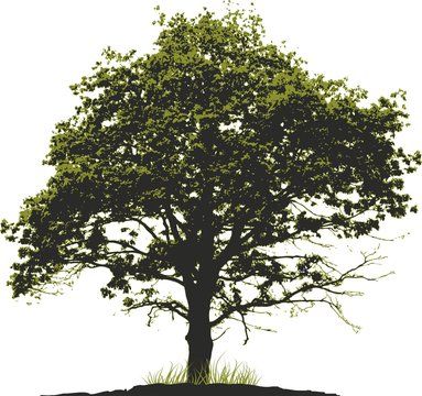 &Aacute;rbol