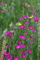 flowers in the garden