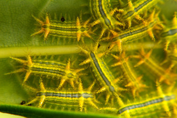 Parasa lepida cramer on leaves background