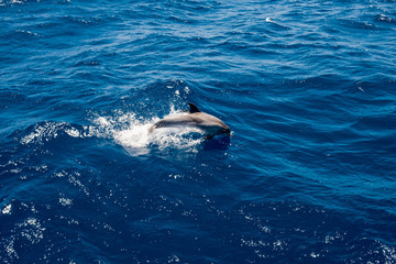 single grey dolphin jumping on waves in deep blue waters of atlantic ocean off the coast of Gran Canaria island in spain © davide bonaldo