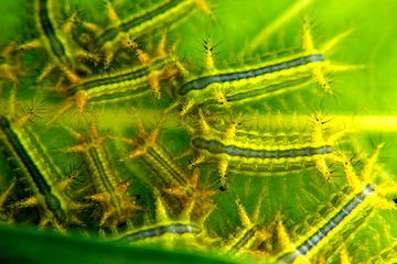 Parasa lepida cramer on leaves background