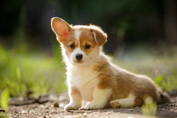 cute puppy Pembroke Welsh Corgi with one ear standing up outdoor in summer park 