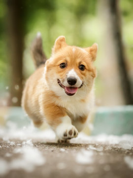 Welsh corgi puppy walking outdoor in summer