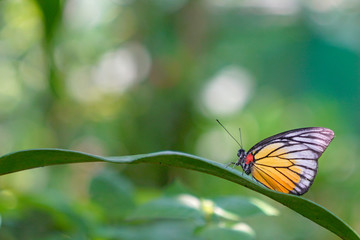 Painted Jezebel butterfly on a leaf in a garden