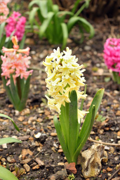 Yellow, Pink and Peach Coloured Hyacinths Growing in a Garden