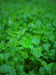 Landscape of green plant in farm in the morning.