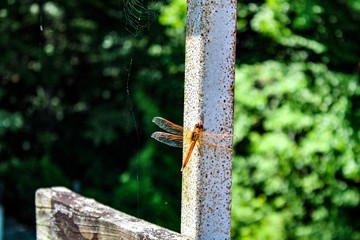 Golden Winged Skimmer Dragonfly Libellula auripennis