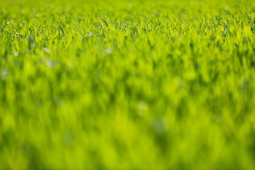 Grüne Sommerwiese