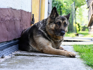 Alsatian adult lying on concrete.