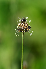 Pollen pistils on a plantain bud.