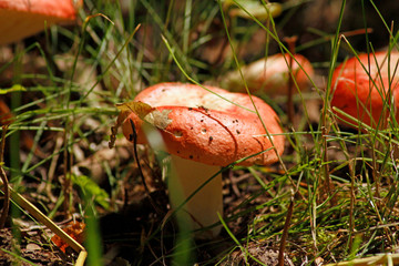 Pilz roter Täubling im Wald