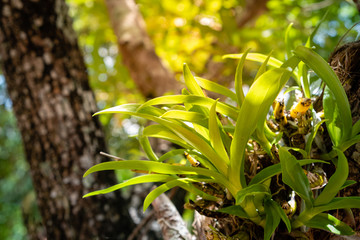 Orchids that are on the tree.