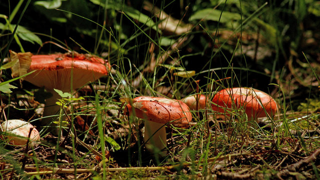 Pilz roter Täubling im Wald