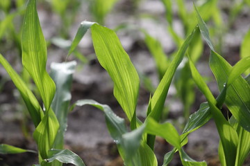 flooded crop fields are the results of a very rainy spring