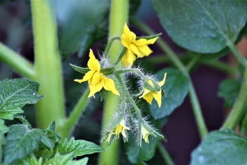 Blüten einer Tomatenpflanze