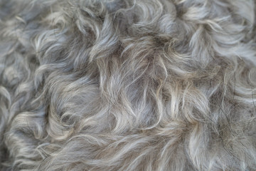 Closeup surface schnauzer dog hair textured background