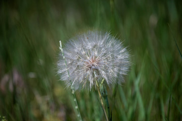 fluffy dandelion