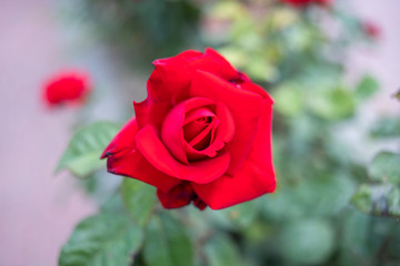 background red rose 