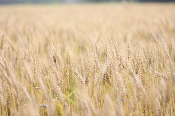 wheat field simple beauty