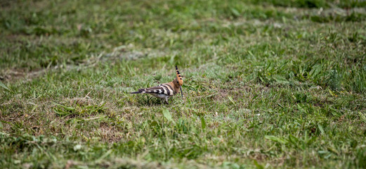 hoopoe bird