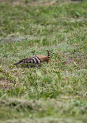hoopoe bird