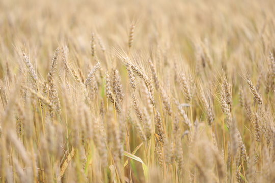 wheat field simple beauty © Ron Alvey