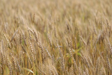 wheat field simple beauty