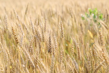 wheat field simple beauty