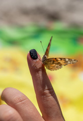 butterfly on hand