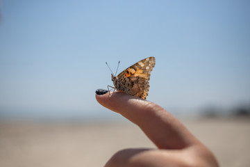 butterfly on hand