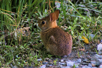 Bunny Rabbit