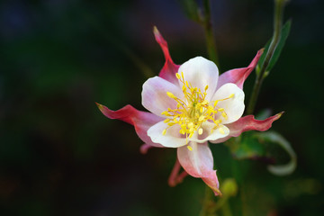 Aquilegia 'Crimson Star'