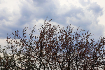 branches in blue sky